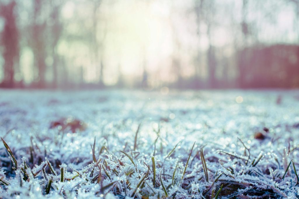 Frost-covered grass blades in winter field