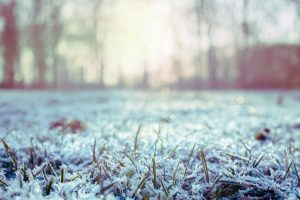 Frost-covered grass blades in winter field