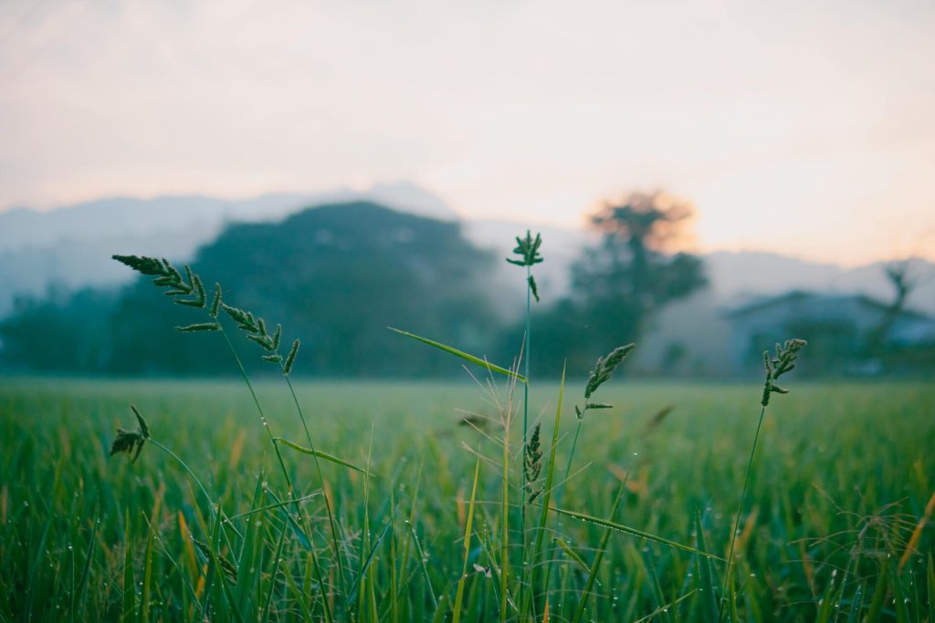 Grain field with wildflowers and bird in flight