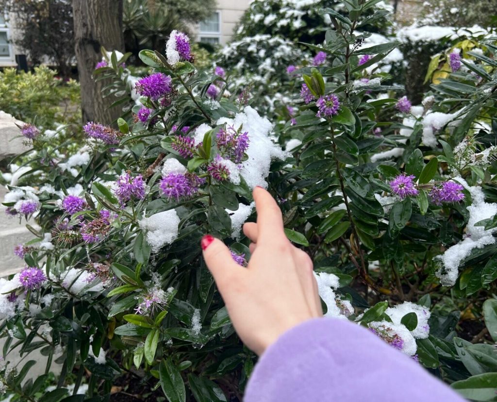 Hand touching purple flowers with snow