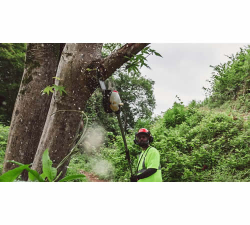 jcvskojch3i.jpg - Mowers Online Worker spraying pesticide on tree branch