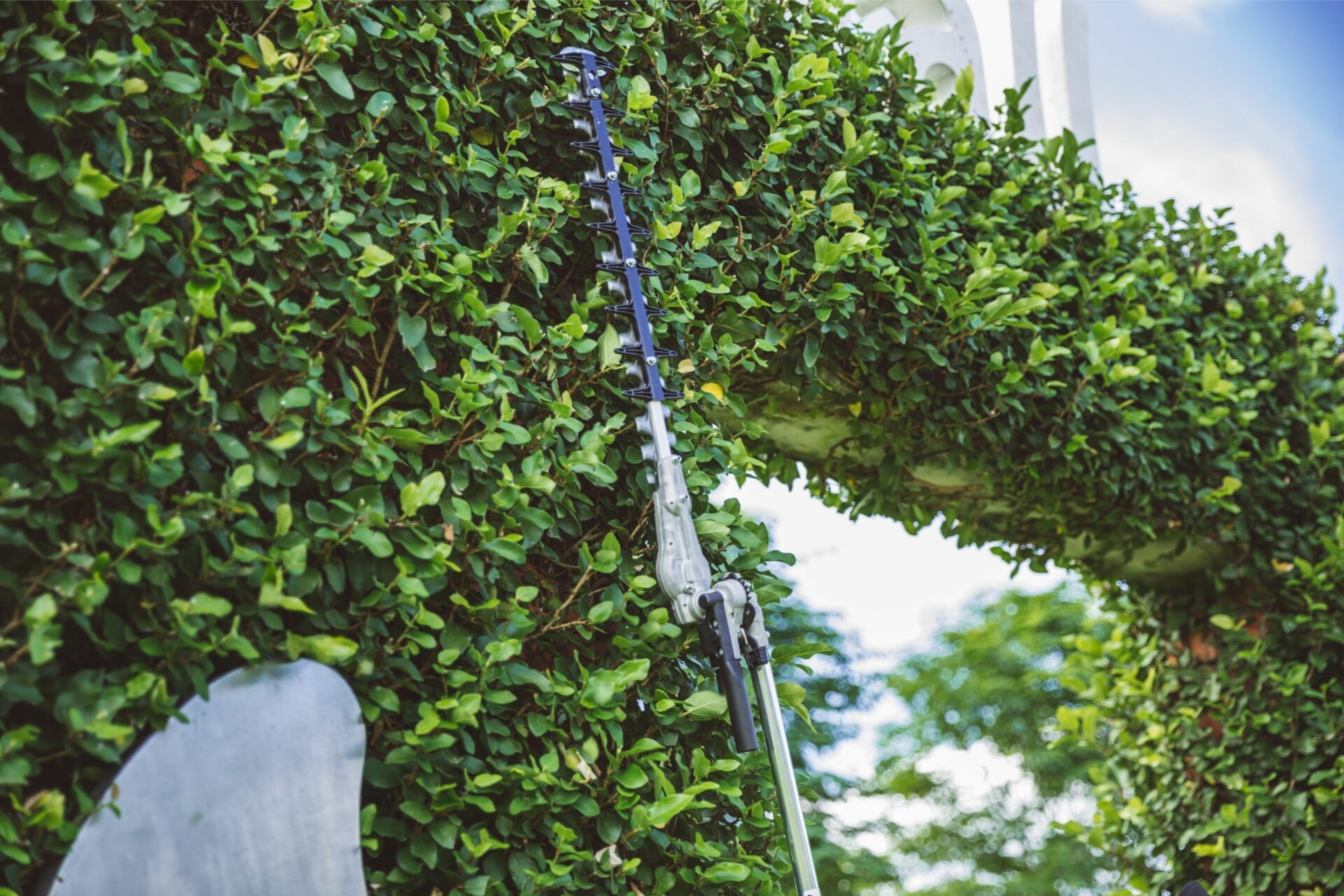 jx1hpdajf2l.jpg - Mowers Online Ivy-covered hedge with pruning ladder